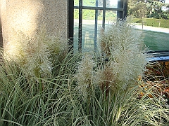 426 Longwood Gardens [2008 August 23]